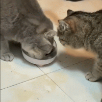 사이좋게 밥먹는 고양이 두마리.mp4