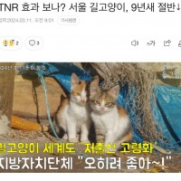 “TNR 효과 보나? 서울 길고양이, 9년새 절반↓” 같은 소리 하네요 정말..