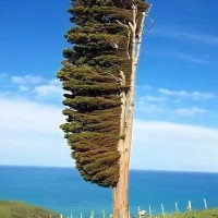 뉴질랜드 바람 심한 해변에 있는 나무