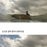 서핑하는데 새끼 바다표범이 자꾸 서핑보드를 탐냄