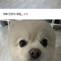 회사에 일있어서 강아지를 데려갔는데