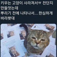 고양이 냥성 수준;;