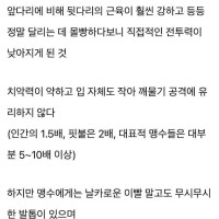 치타가 큰 고양이 수준으로 약한 이유