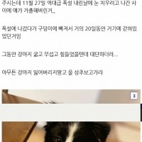 실종견을 구조한 강아지 썰.dc