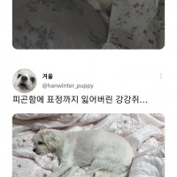 의외로 명절 증후군을 겪음