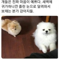 착한 강아지들은 자다가 주인이 오면 나와 보는구나