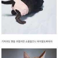 약스압) 디시인의 냥줍 후기.jpg